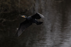Cormorant Flyby - Photo of Hunting