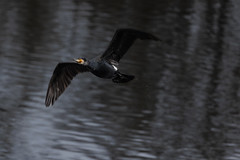 Cormorant starting - Photo of Manderen