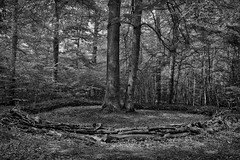 A forest - Photo of Mouterhouse