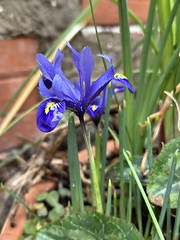 Petit iris à bulbe
