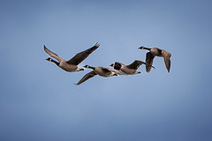 Canada Gooses in Flyby - Photo of Hunting