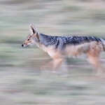 Jackal on The Move by June Sparham