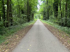 Cycle paths through the woods - approaching Colmar - Photo of Holtzwihr
