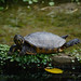 Yoga turtle