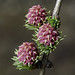 Female European Larch Flowers - Larix sp. (Pinaceae, Laricoideae) 122z-5117921