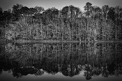 Reflection in the lake - Photo of Bournezeau