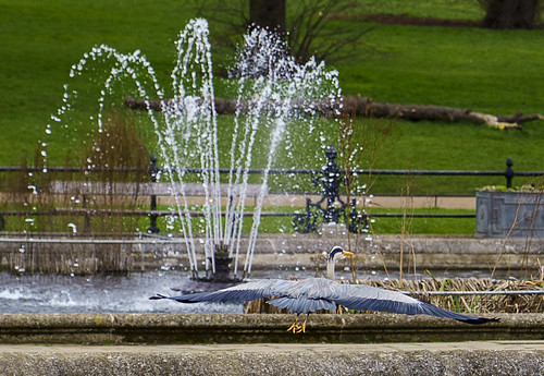Heron Italian Gardens Kensington Gardens 1st March 2023