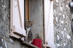 Curious cat in St Paul de Vence - Photo of Saint-Paul