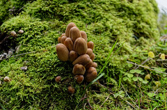 Mushrooms - Photo of Mittlach