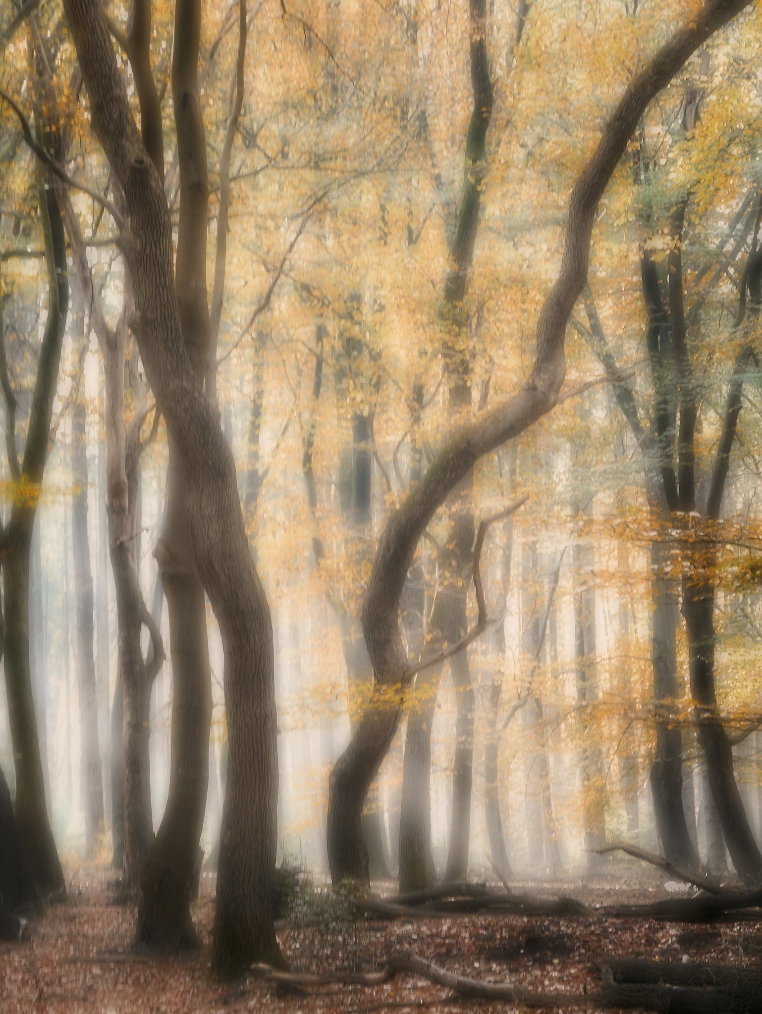 autumn tree - herfstbomen