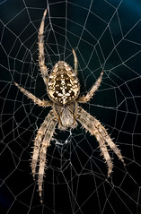 Group B 2nd Place David Flitcroft Common Garden Spider - Section 4 Prints 2022/23 Open Theme