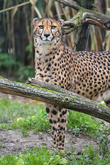 Cheetah behind the branch - Photo of Leymen