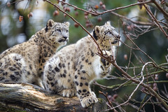 Two cubs in the tree - Photo of Leymen