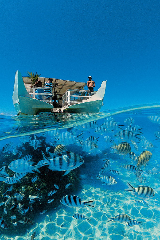 Vue panoramique des habitants sous-marins du lagon de Bora Bora.
