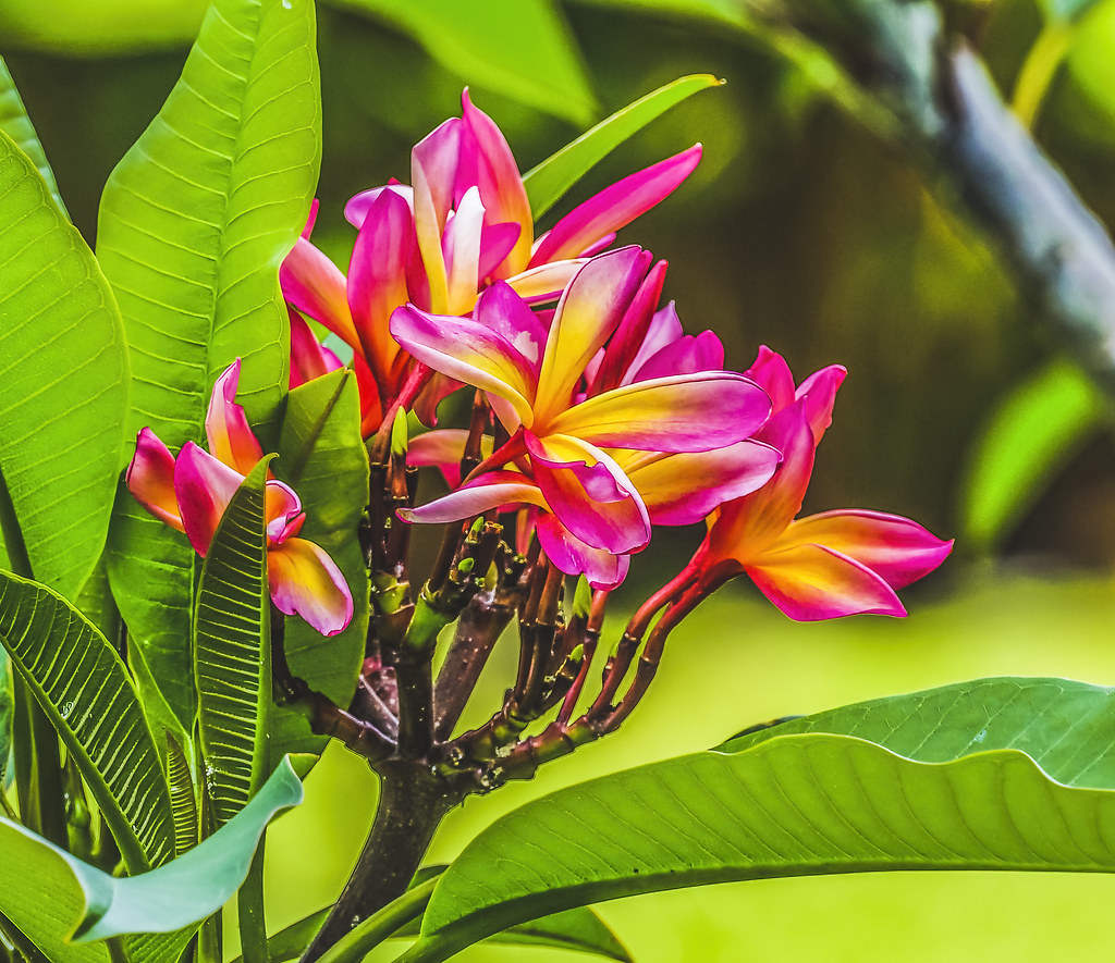 Les fleurs de Plumeria sur l'Île de Tahiti en Polynésie française