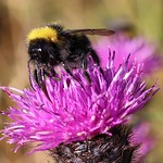 A Busy Bee by Kenny Reddington