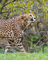 Cheetah walking - Photo of Village-Neuf