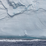 Albatros Flying Along A76A Iceberg by Rachel Dunsdon