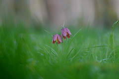 Fritilaires