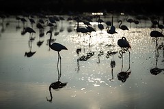Sunset Flamingos - Photo of Saintes-Maries-de-la-Mer