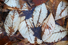 Fallen beech leaves 