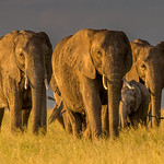 1st Annual PDI Competition - Elephant Group June Sparham by June Sparham