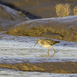 Redshank Foraging on Mudflats by June Sparham
