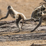Langurs at Play by June Sparham