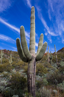 Strong Cactus