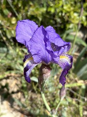 Iris variegata - Photo of Mauguio