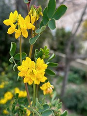 Flore des garrigues - Photo of Manduel