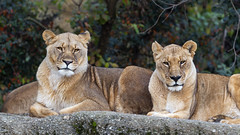 Two lionesses posing - Photo of Village-Neuf