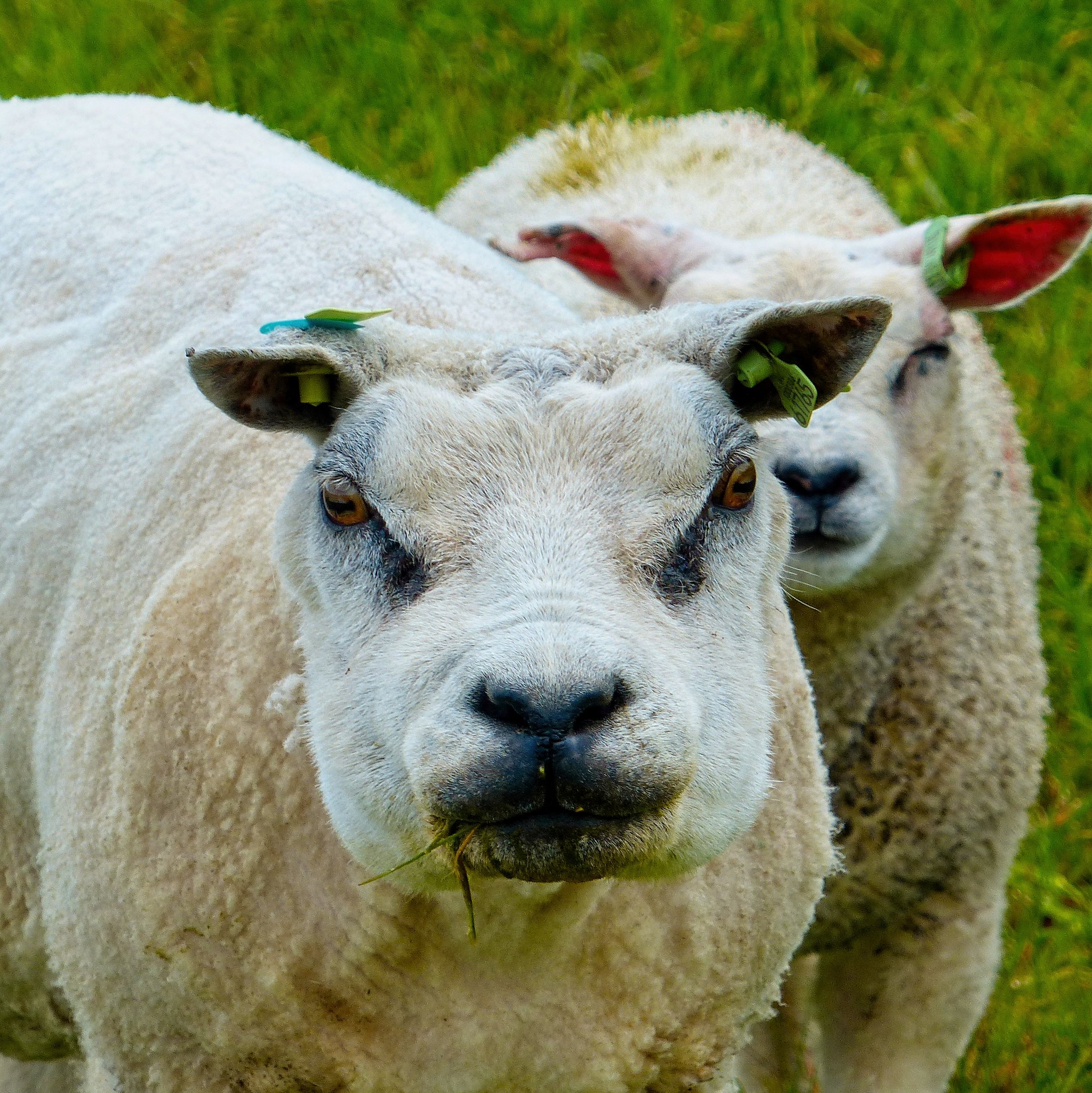 portrait of a sheep - schapen