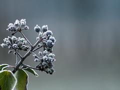 Frozen berries - Photo of Illkirch-Graffenstaden