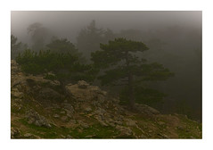 Pine - Photo of Cargiaca
