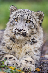 Closeup of a cub - Photo of Huningue