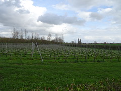 Dranouter,  vignes de Koudekot, Heuvelland - Photo of Strazeele
