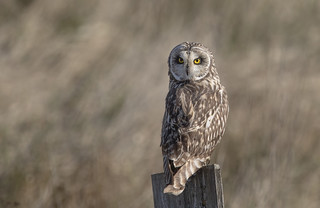 Short eared owl /Hibou des marais