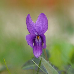 Coeur de violette