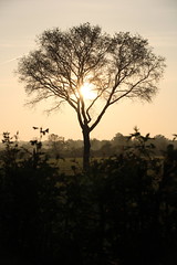 lonely tree - Photo of Nozay