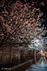 街角の桜
