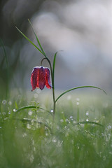 Fritilaire - Photo of Fontenilles