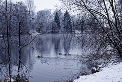 Cold ducks - Photo of Illkirch-Graffenstaden