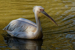 Water bird - Photo of Belles-Forêts