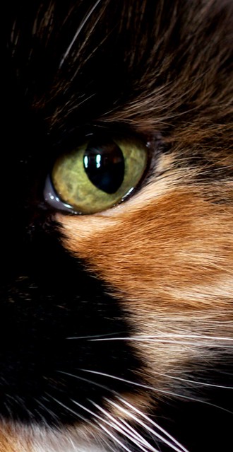Eye of Bellatrix