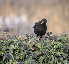 Blackbird checks the ivy fruits - Photo of Saint-Clair-d'Arcey