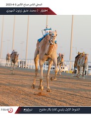 صور.. سباق اللقايا العام (ميدان الشحانية) السباق المحلي الثامن 3-4-2023
