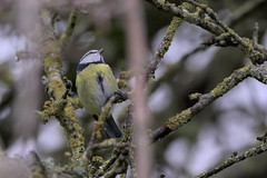 Blue tit on apple tree - Photo of Beaumesnil