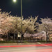 새절역 앞 불광천 벚꽃 사진