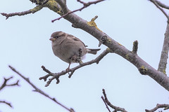 Chaffinch on apple tree - Photo of Beaumesnil
